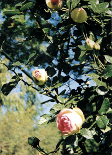 Rosa 'Pierre de Ronsard'