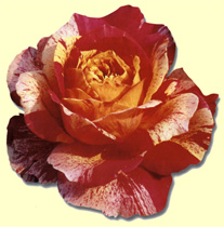 R. 'Rosita Missoni'