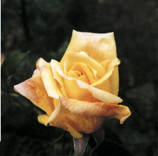 Rosa 'Sutter's Gold'