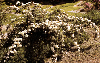 Rosa banksiae 'Purezza'