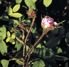 Rosa centifolia muscosa