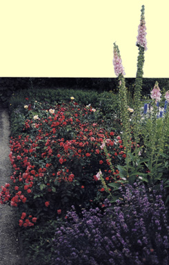 Rose e Digitalis purpurea nell'orto botanico Nymphenburg a Monaco di Baviera