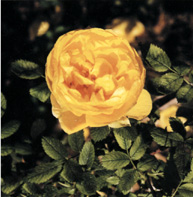 Rosa foetida 'Persiana'