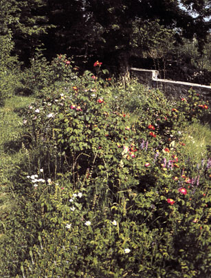 R. gallica 'Violacea' nel giardino di Bruno Millo