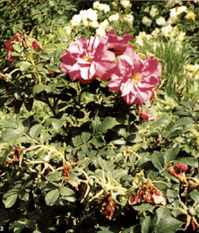 Rosa rugosa