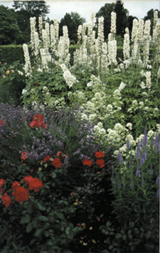 Rosa, Delphinium e Nepeta a Nymphenburg, Monaco di Baviera