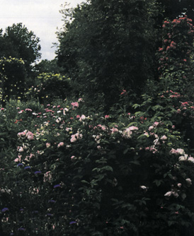 Le rose antiche si presentano particolarmente bene anche in un contesto naturale, come dimostra il giardino selvatico creato da Bruno Millo vicino a Trieste