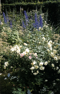 Rosa e Delphinium a Nimphenburg, Monaco di Baviera