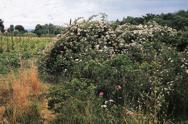 Roseto botanico Carla Fineschi a Cavriglia