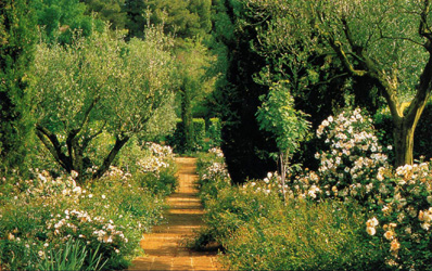 Il Viale bianco