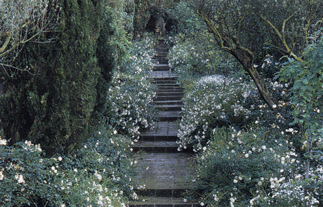 Il Viale bianco