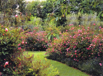 La Valle delle rose 'Mutabilis'