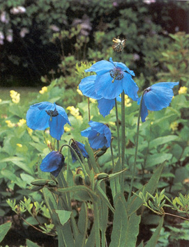 Meconopsis betonicifolia