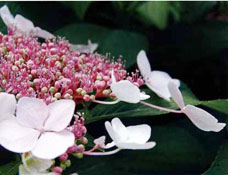 Hydrangea macrophylla'Mowe'