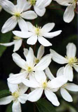Clematis armand