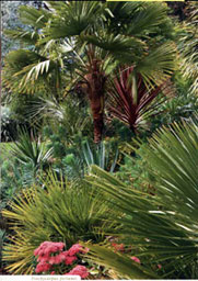 Trachycarpus fortunei