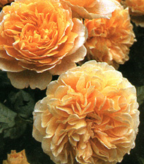 Crown Princess Margareta