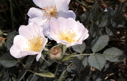 Rosa obtusifolia