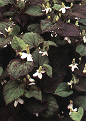 Houttuynia cordata