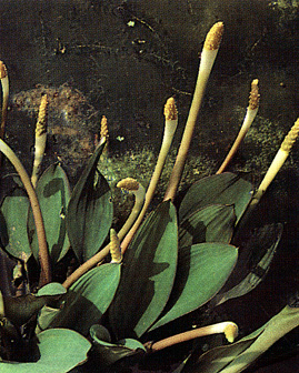 Orontium aquaticum