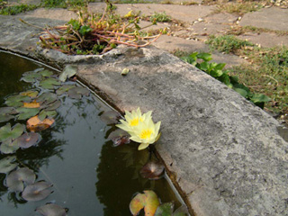 nel giardino di Annamaria