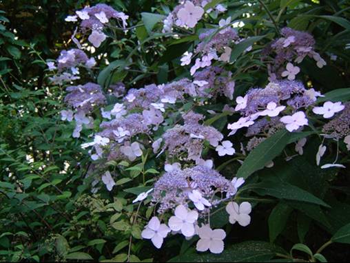 Hydrangea aspera 'Villosa'