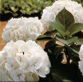 Hydrangea 'Petite Soeur Thérèse de l'Enfant Jésus'