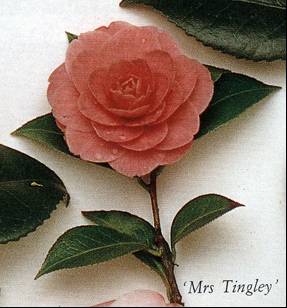 C. japonica 'Mrs Tingley'