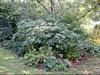 Edgeworthia