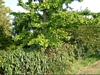 Gingko biloba