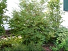 Loropetalum