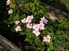 Anemone japonica