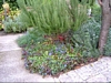 Ceratostigma plumbaginoides