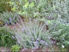 Lavandula 'Bowles' variety'