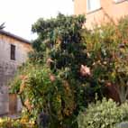 Clicca sopra per ingrandire l'immagine