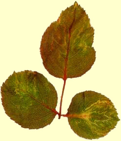 Foglie di rosa infetta da closterovirus non identificato