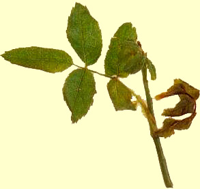Foto 5 - Rametto di  rosa con sintomi iniziali  della malattia necrotica a eziologia ignota riscontrata in Liguria