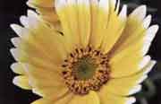 Layia platyglossa